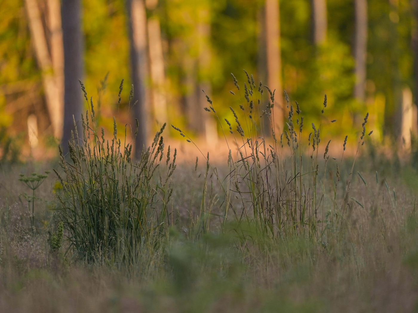 The Peaceful Vacation luxury accommodation holiday homes in Saaremaa, best holiday homes in Estonia