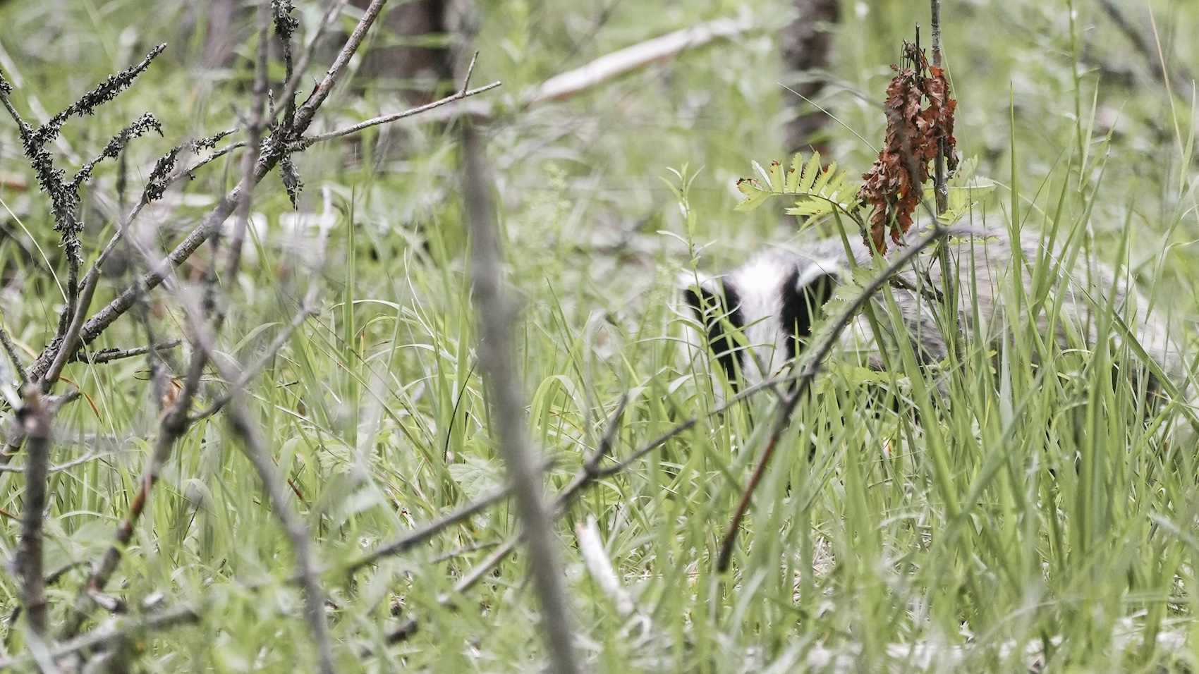 Mäger - Badger in nature